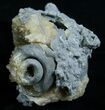Partial Fossil Whelk With Golden Calcite Crystals #6051-2